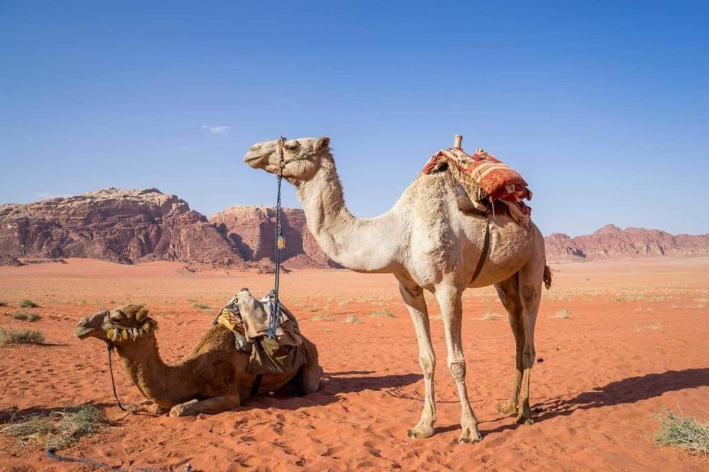 Отель Bedouins Life Camp Акаба Экстерьер фото